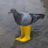 Pigeon In Yellow Boots